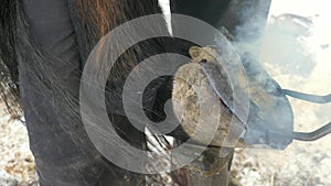 Burning hoof. Farrier placing the hot horse shoe on hoof. Hot shoeing the horse