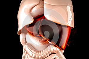 Burning human liver closeup. Liver disease concept. 3D illustration