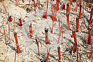 Burning joss sticks