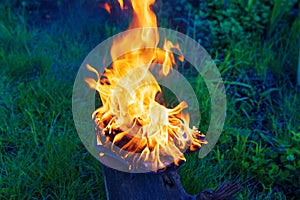 Burning leather sports shoes. Sneakers or gym shoes on fire stand on the Stump.