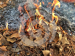 Burning Leaves in the yard