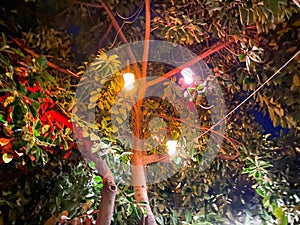 Burning multi-colored lanterns light bulbs on a tree are beautiful in a warm tropical oriental paradise country southern resort