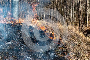 Burning off old, dry grass in the spring on a mound of earth.