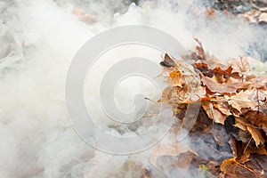 Burning of old leaves