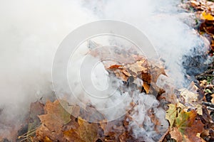 Burning of old leaves in the park