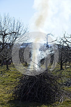 Burning pruned apple branch