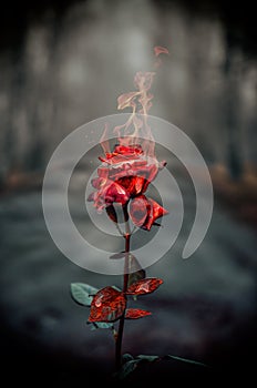 Burning red rose. Dark red rose on fire. Flaming rose flower. Love feeling concept.