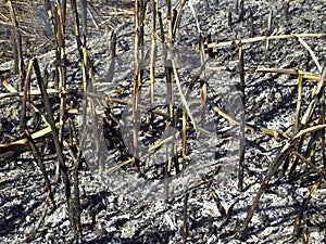 Burning reeds, close up detail