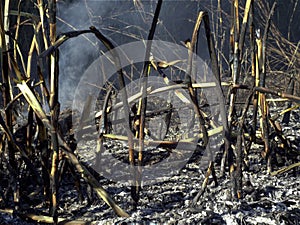 Burning reeds, close up detail