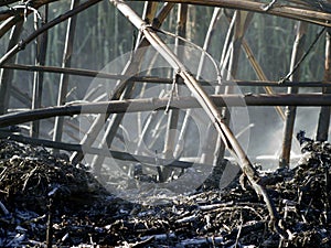 Burning reeds, close up detail