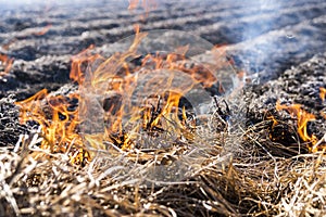 Burning of remains in agricultural cultivation