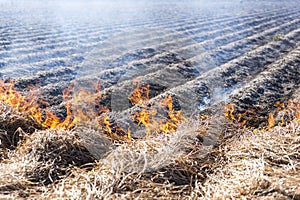 Burning of remains in agricultural cultivation