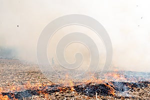 Burning the rest of the corn plant to be made as a natural fertilizer on agricultural land