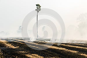 Burning rice straw