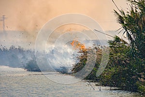 Burning of rice stubble burning straw in rice farmers