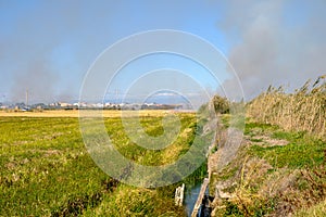 Burning of rice stubble burning straw in rice farmers