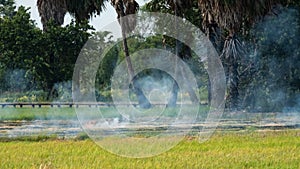 Burning rice stubble in the rice fields after harvesting