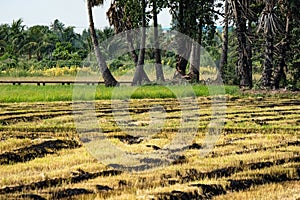 Burning rice stubble in the rice fields after harvesting