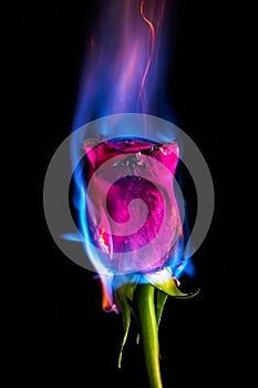 Burning rose