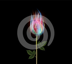 Burning rose flower, fire rose