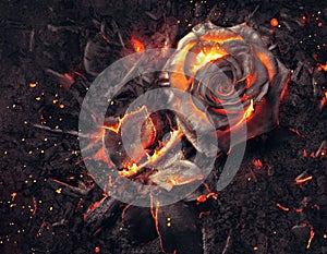 Burning Rose in Pile of Ashes