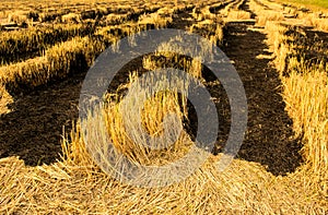 Burning straw field