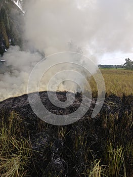 burning straw in the fields after harvesting