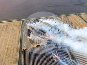 Burning straw in the fields after harvesting wheat crop