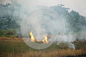 Burning straw after harvest in rice field.