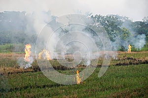 Burning straw after harvest in rice field.