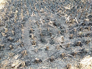 Burning straw in rice fields that have been harvested
