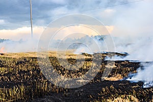 Burning straw in rice plantation.