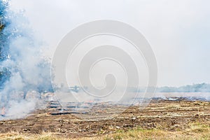 Burning straw in rice plantation in thailand