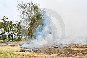 Burning straw in rice plantation in thailand