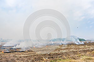 Burning straw in rice plantation in thailand