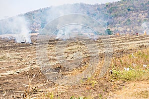 Burning straw in rice plantation in thailand