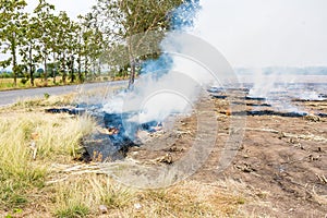 Burning straw in rice plantation in thailand