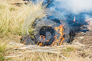 Burning straw in rice plantation in thailand