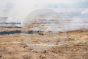 Burning straw in rice plantation in thailand