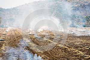 Burning straw in rice plantation in thailand