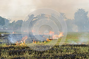 Burning straw stubble farmers when the harvest is complete.