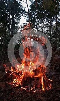 Burning trash with silhouette forest