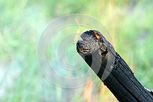 Burning tree branch.