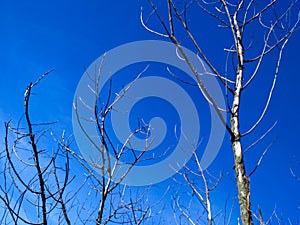 Burning tree branches against a blue sky background