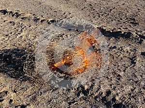 Burning tumbleweed at Aralcum desert as a bed of former Aral sea, Karakalpakstan, uzbekistan