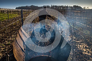 Burning of the vines in winter, vineyard, AOC SAINT-EMILION, GIRONDE