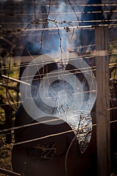 Burning of the vines in winter, vineyard, AOC SAINT-EMILION, GIRONDE