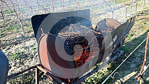 Burning of the vines in winter, vineyard, AOC SAINT-EMILION, GIRONDE, France