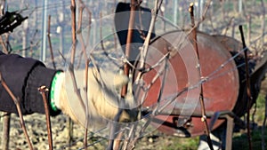 Burning of the vines in winter, vineyard, AOC SAINT-EMILION, GIRONDE, France