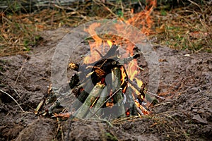 burning wood in campfire